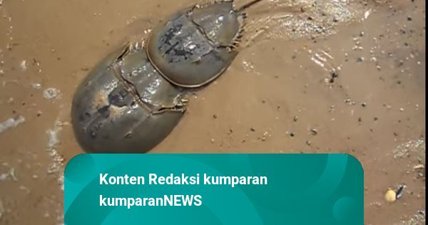 Semoga Rukun Seperti Mimi dan Mintuno | kumparan.com